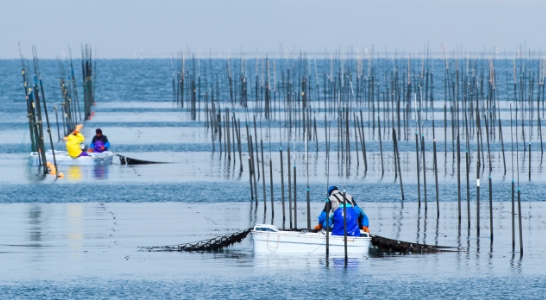 海苔ができるまで