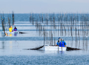 海苔ができるまで